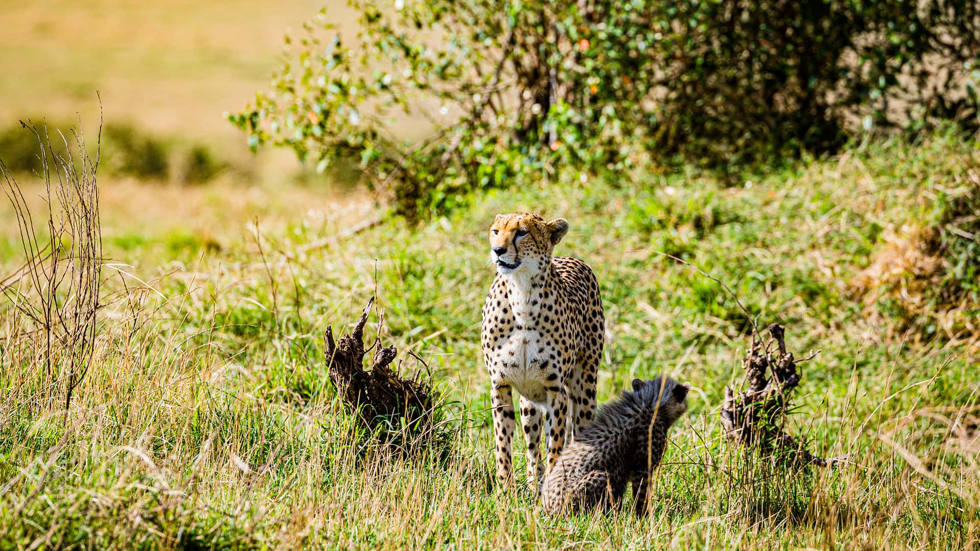 Todo Kenya – Viajes Weippert